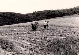 A Frames South Korea farming