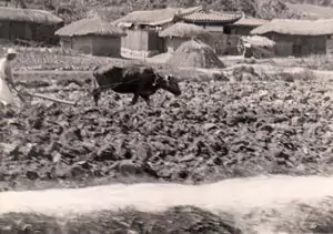 Oxen used for farming South Korea