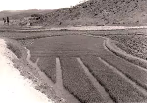 Open field rice fields in Pobwon Ni